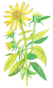 Heilpflanze Arnica Zeichnung