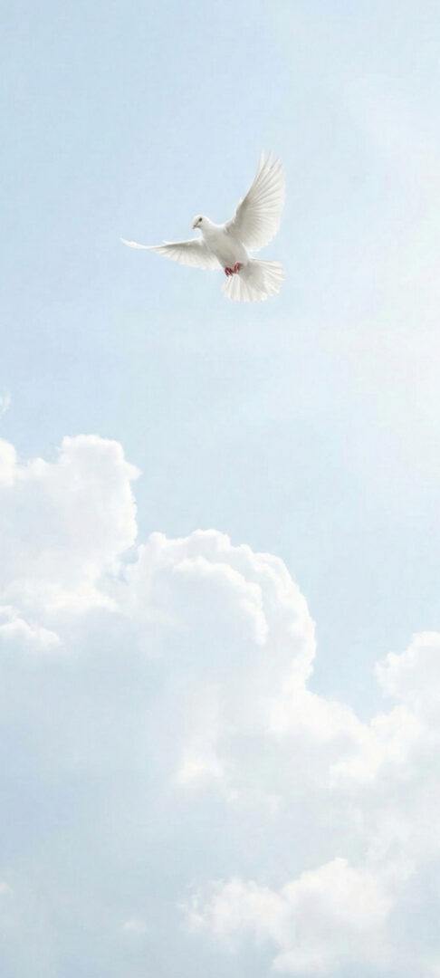 Hintergrundbild: Himmel, Taube